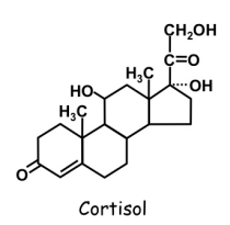 GAA cortisol